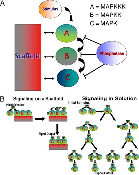 scaffold protein|scaffold protein software.